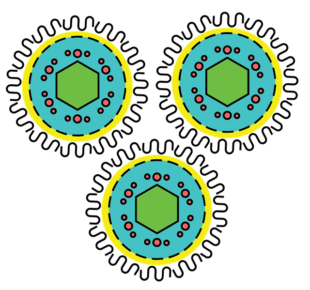 Herpesviruses
