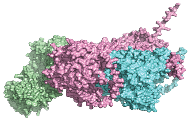 DNA Replication
